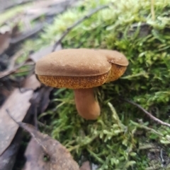 Unidentified Bolete - Fleshy texture, stem central (more-or-less) at Wellington Park, TAS - 14 Apr 2022 by Detritivore