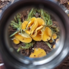 Unverified Cup or disk - with no 'eggs' at Sandy Bay, TAS - 14 Apr 2022 by Detritivore