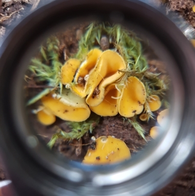 Unverified Cup or disk - with no 'eggs' at Sandy Bay, TAS - 14 Apr 2022 by Detritivore