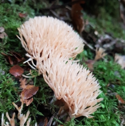 Ramaria sp. (A Coral fungus) at Wellington Park, TAS - 14 Apr 2022 by Detritivore