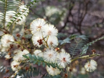 Acacia terminalis (Sunshine Wattle) at South Hobart, TAS - 25 Mar 2022 by Detritivore