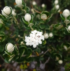 Pimelea nivea (Round-leaf Rice-Flower) at South Bruny, TAS - 8 Feb 2022 by Detritivore