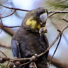 Calyptorhynchus lathami (Glossy Black-Cockatoo) at Moruya, NSW - 9 Jul 2022 by LisaH