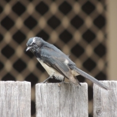 Rhipidura leucophrys (Willie Wagtail) at Conder, ACT - 20 Feb 2022 by michaelb