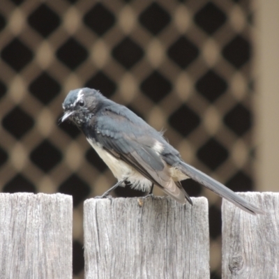 Rhipidura leucophrys (Willie Wagtail) at Conder, ACT - 20 Feb 2022 by michaelb