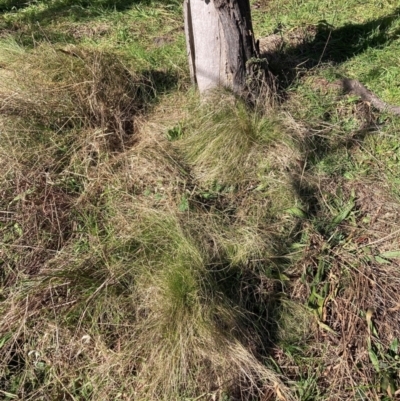 Nassella trichotoma (Serrated Tussock) at Watson, ACT - 9 Jul 2022 by waltraud