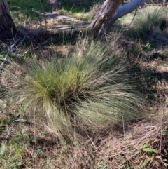 Nassella trichotoma (Serrated Tussock) at Watson, ACT - 9 Jul 2022 by waltraud