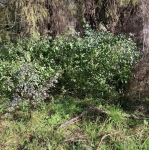 Solanum nigrum at Watson, ACT - 5 Jul 2022