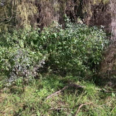 Solanum nigrum (Black Nightshade) at Watson, ACT - 5 Jul 2022 by waltraud