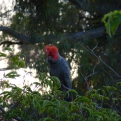 Callocephalon fimbriatum (Gang-gang Cockatoo) at Deakin, ACT - 4 Nov 2012 by jks