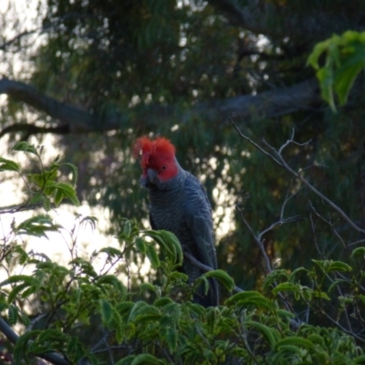 Callocephalon fimbriatum (Gang-gang Cockatoo) at Deakin, ACT - 4 Nov 2012 by jks