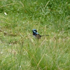 Malurus cyaneus (Superb Fairywren) at Nelson, NSW - 1 Jan 2011 by jks