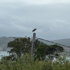 Egretta novaehollandiae (White-faced Heron) at Merimbula, NSW - 11 Jan 2011 by jksmits