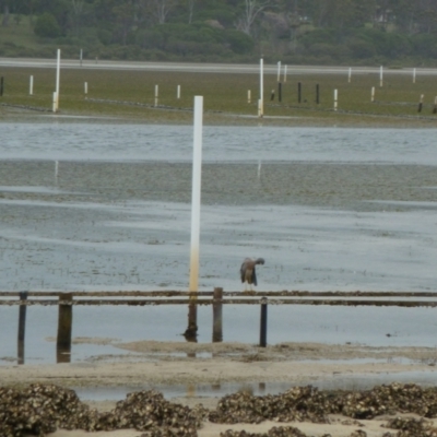 Egretta novaehollandiae (White-faced Heron) at Merimbula, NSW - 13 Jan 2011 by jksmits