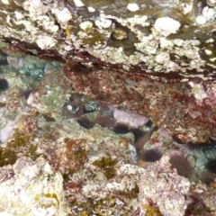 Heliocidaris erythrogramma (Sea Urchin) at Nelson, NSW - 1 Jan 2011 by jks