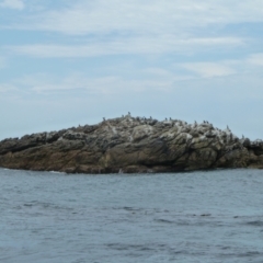 Phalacrocorax sp. (genus) (A Cormorant) at Wapengo, NSW - 1 Jan 2011 by jks