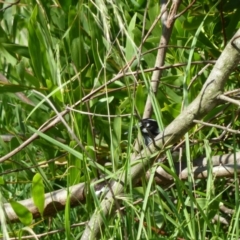 Phylidonyris novaehollandiae (New Holland Honeyeater) at Nelson, NSW - 29 Dec 2010 by jks