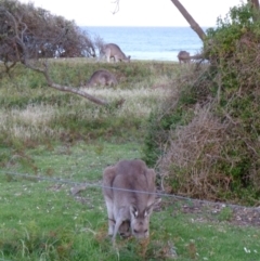 Macropus giganteus (Eastern Grey Kangaroo) at Nelson, NSW - 28 Dec 2010 by jks