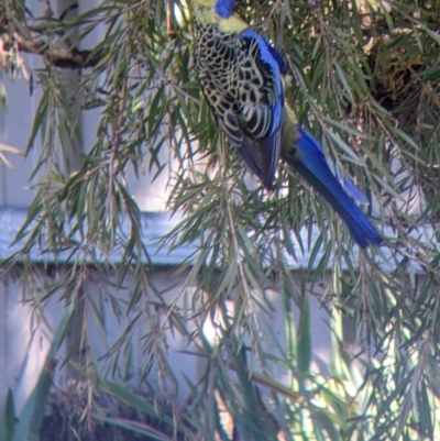 Platycercus elegans flaveolus (Yellow Rosella) at North Albury, NSW - 10 Jul 2022 by Darcy