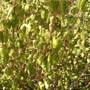 Correa reflexa var. reflexa at Paddys River, ACT - 10 Jul 2022 12:22 PM