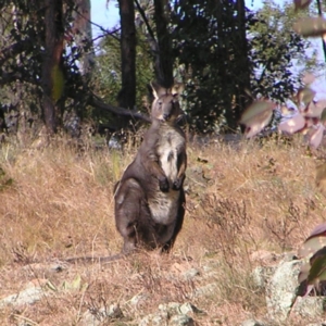 Osphranter robustus robustus at Paddys River, ACT - 10 Jul 2022 12:39 PM