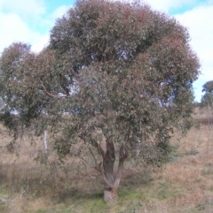 Eucalyptus macrorhyncha (Red Stringybark) at Paddys River, ACT - 10 Jul 2022 by MatthewFrawley