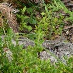 Amphibolurus muricatus (Jacky Lizard) at Bournda, NSW - 30 Dec 2010 by jksmits