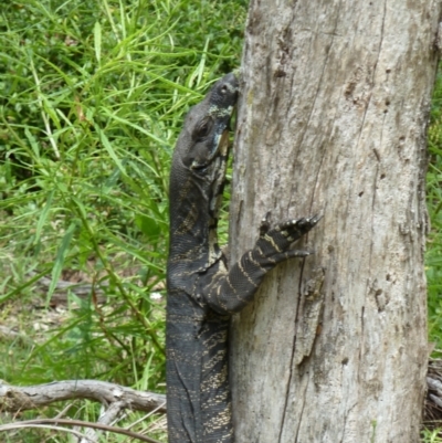 Varanus varius (Lace Monitor) at Nelson, NSW - 30 Dec 2010 by jksmits