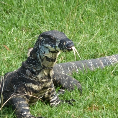 Varanus varius (Lace Monitor) at Nelson, NSW - 27 Mar 2011 by jks