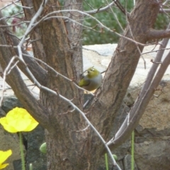 Zosterops lateralis (Silvereye) at Deakin, ACT - 10 Jun 2011 by jksmits