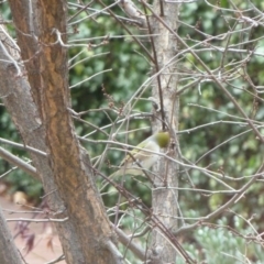 Zosterops lateralis at Deakin, ACT - 10 Jun 2011