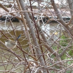 Malurus cyaneus (Superb Fairywren) at Deakin, ACT - 10 Jun 2011 by jksmits