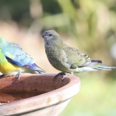 Psephotus haematonotus (Red-rumped Parrot) at Higgins, ACT - 27 Jun 2022 by AlisonMilton