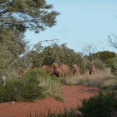 Camelus dromedarius (Camel, Dromedary) at Beadell, WA - 16 Jun 2011 by jks