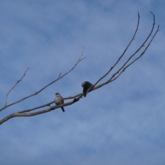 Artamus cinereus (Black-faced Woodswallow) at Forrest, WA - 14 Jun 2011 by jksmits