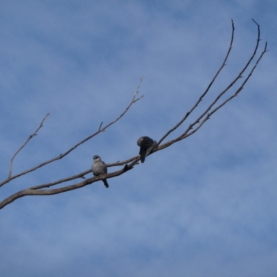 Artamus cinereus (Black-faced Woodswallow) at Forrest, WA - 14 Jun 2011 by jksmits