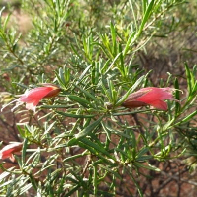 Eremophila latrobei (Crimson Turkey Bush) at Beadell, WA - 16 Jun 2011 by jksmits