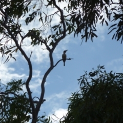 Todiramphus pyrrhopygius (Red-backed Kingfisher) at Petermann, NT - 6 Dec 2010 by jksmits