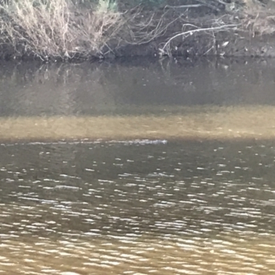 Ornithorhynchus anatinus (Platypus) at Karabar, NSW - 10 Jul 2022 by ksircombe