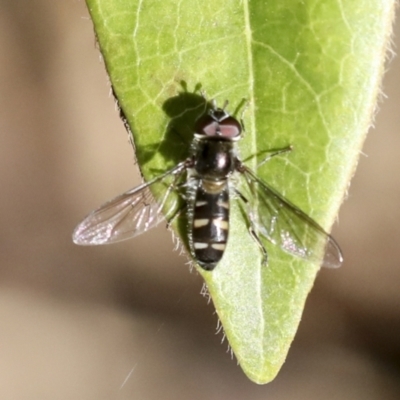 Melangyna sp. (genus) (Hover Fly) at Higgins, ACT - 7 Jul 2022 by AlisonMilton