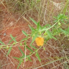 Pigea aurantiaca (Orange Spade Flower) at Petermann, NT - 3 Mar 2011 by jks