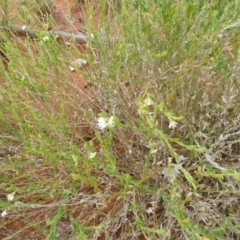 Unidentified Other Wildflower or Herb at Petermann, NT - 3 Mar 2011 by jks