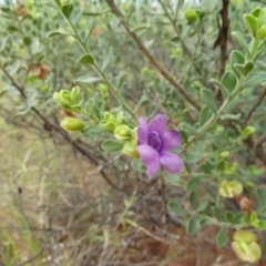 Eremophila willsii at Petermann, NT - 3 Mar 2011 by jksmits