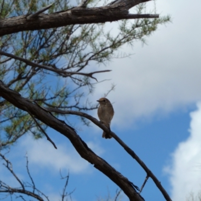 Petroica goodenovii (Red-capped Robin) at Petermann, NT - 8 Mar 2011 by jks