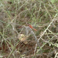 Diplacodes bipunctata (Wandering Percher) at Petermann, NT - 3 Mar 2011 by jks