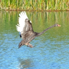 Cygnus atratus (Black Swan) at Throsby, ACT - 10 Jul 2022 by davobj