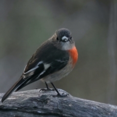 Petroica boodang (Scarlet Robin) at Mount Ainslie - 7 Jul 2022 by jb2602