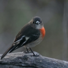 Petroica boodang (Scarlet Robin) at Hackett, ACT - 7 Jul 2022 by jb2602