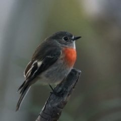 Petroica boodang at Hackett, ACT - 7 Jul 2022 03:22 PM