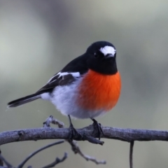 Petroica boodang (Scarlet Robin) at Mount Ainslie - 7 Jul 2022 by jb2602
